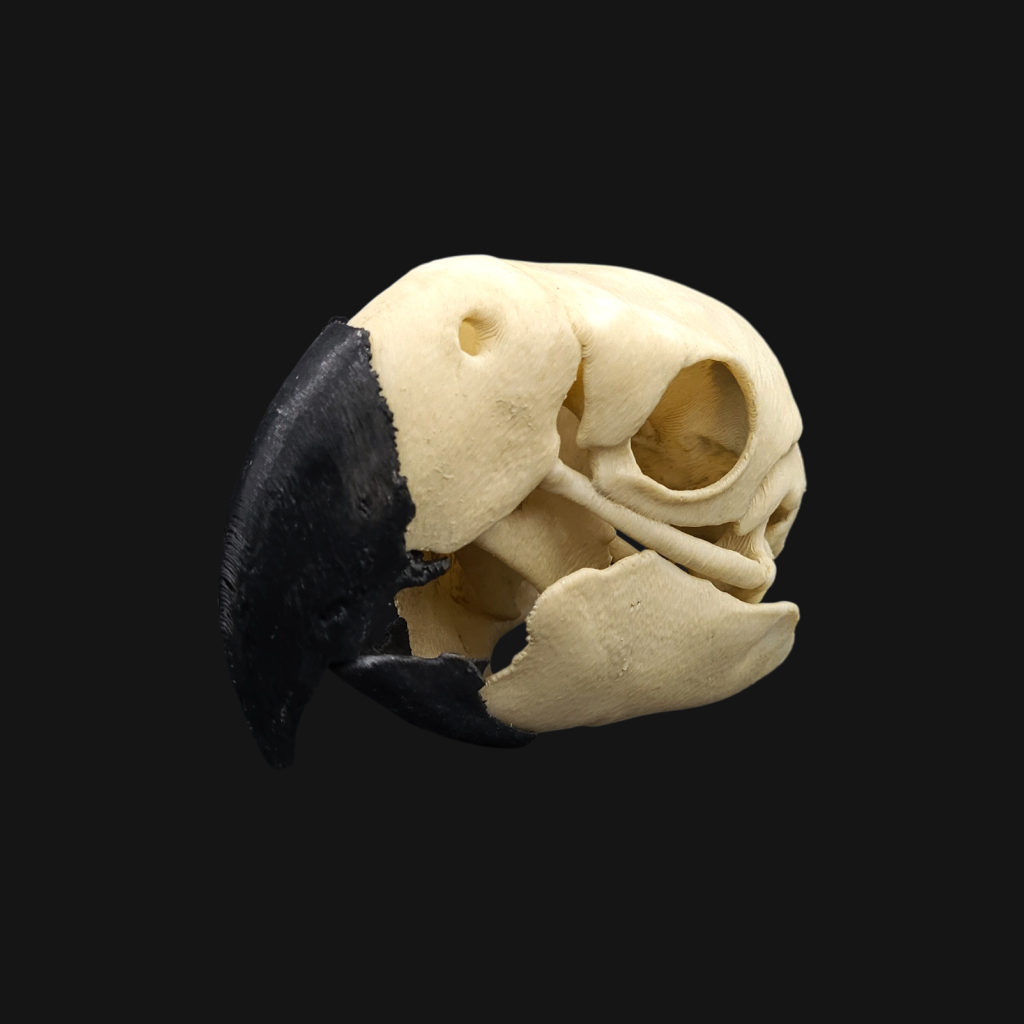 Réplique de crâne d