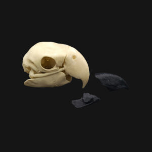 Réplique de crâne d'ara réalisée en impression 3D