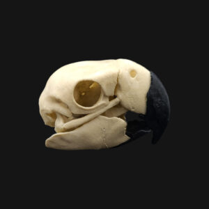 Réplique de crâne d'ara réalisée en impression 3D