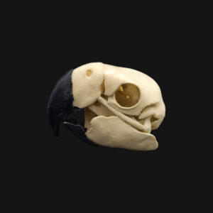Réplique de crâne d'ara réalisée en impression 3D