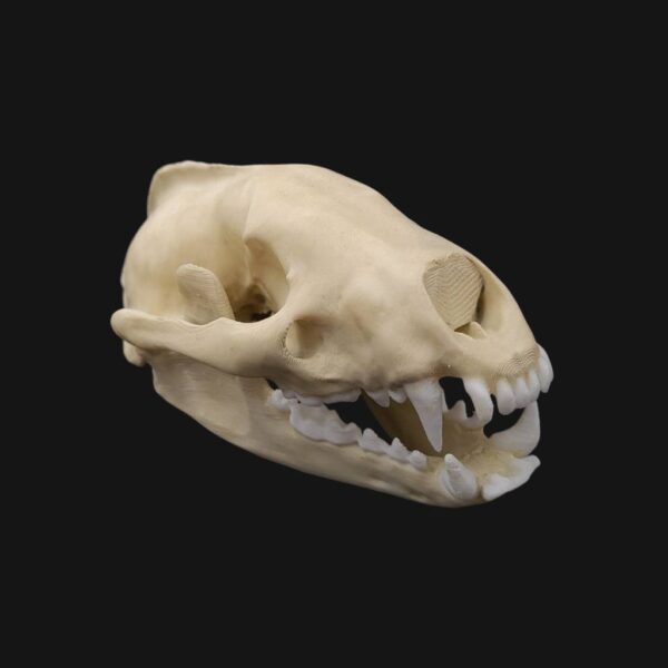 Réplique de crâne de blaireau d'Europe réalisée en impression 3D