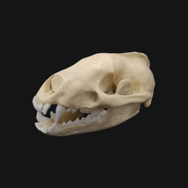 Réplique de crâne de blaireau d'Europe réalisée en impression 3D