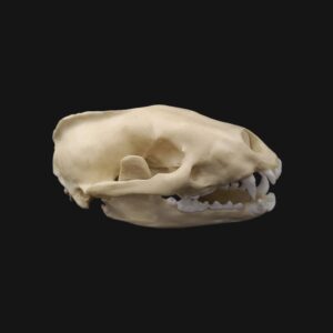 Réplique de crâne de blaireau d'Europe réalisée en impression 3D