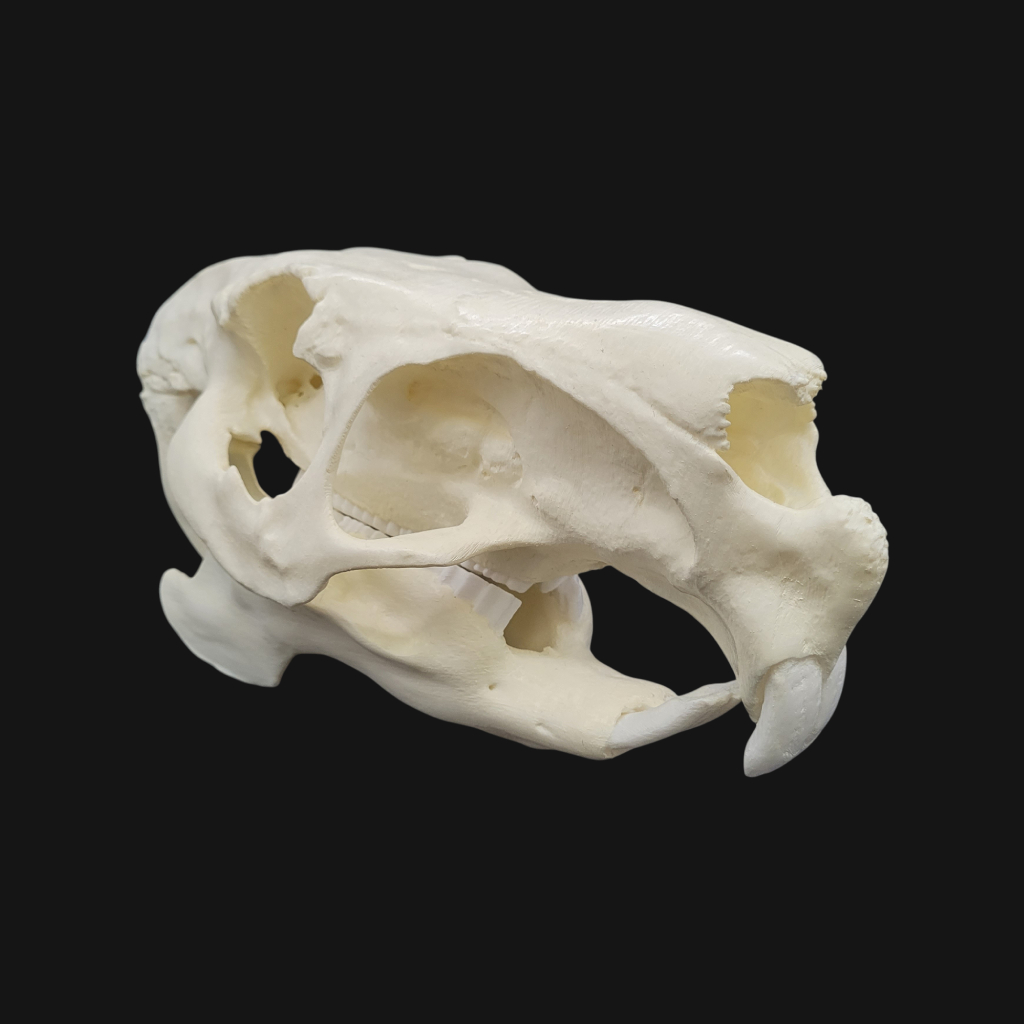 Crâne de capybara – Image 1