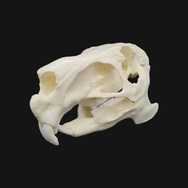 Crâne de capybara