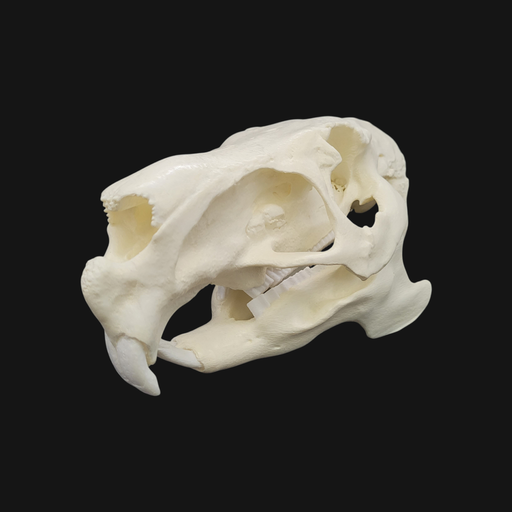 Crâne de capybara – Image 2