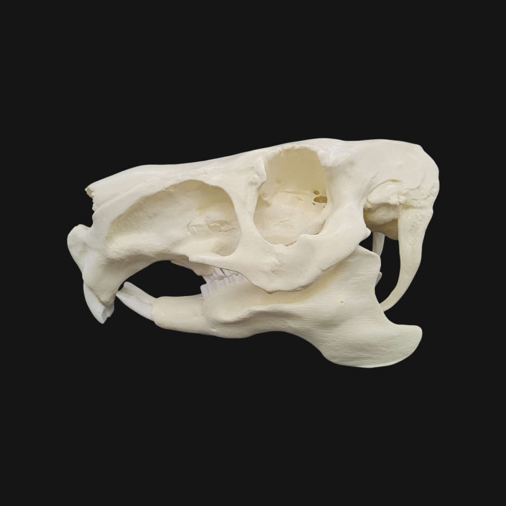 Crâne de capybara – Image 3