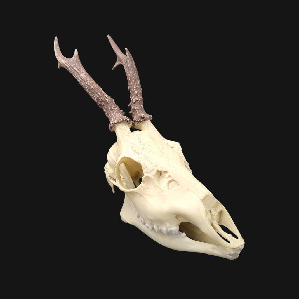 Réplique de crâne de chevreuil réalisée en impression 3D