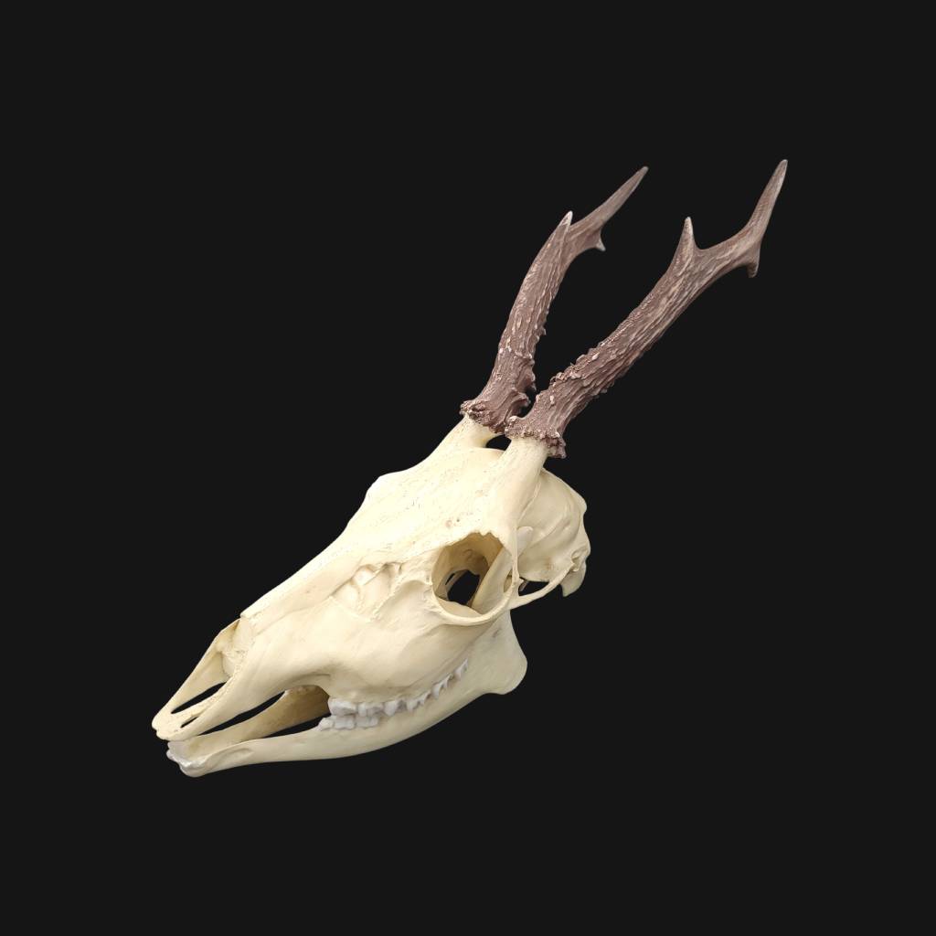 Réplique de crâne de chevreuil réalisée en impression 3D