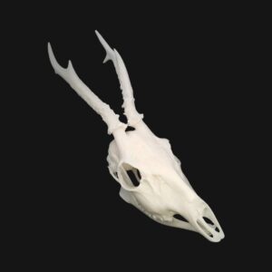 Réplique de crâne de chevreuil réalisée en impression 3D