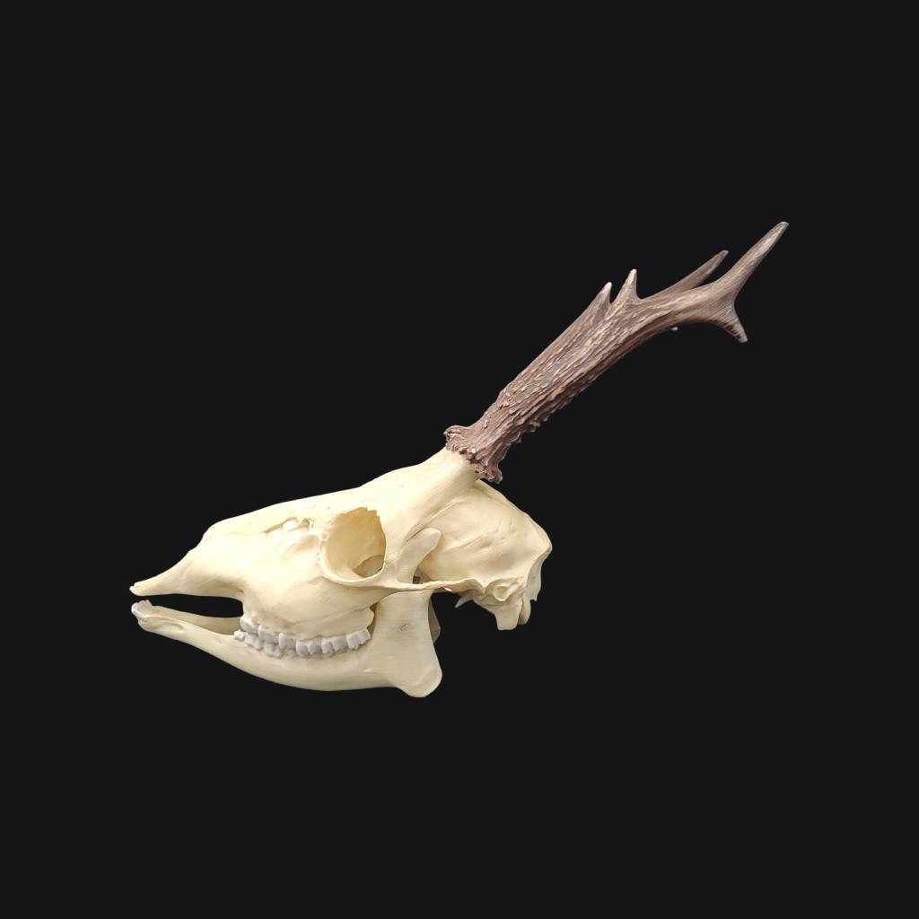 Réplique de crâne de chevreuil réalisée en impression 3D