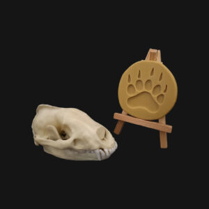 Réplique de crâne et empreinte de blaireau d'Europe réalisées en impression 3D