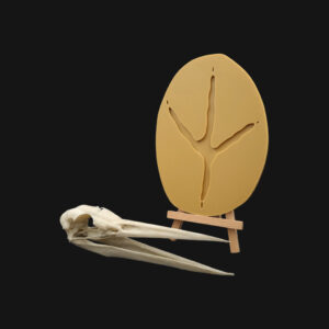 Réplique de crâne et empreinte de héron réalisées en impression 3D