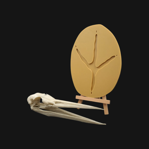 Réplique de crâne et empreinte de héron réalisées en impression 3D