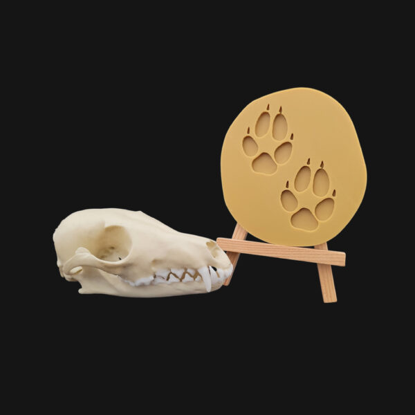 Réplique de crâne et empreinte de renard réalisées en impression 3D