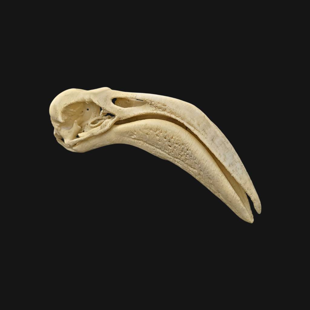 Réplique de crâne de flamant réalisée en impression 3D