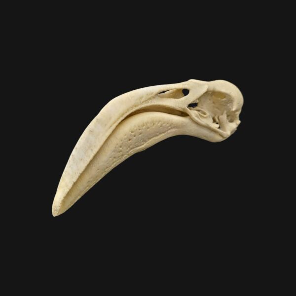 Réplique de crâne de flamant réalisée en impression 3D