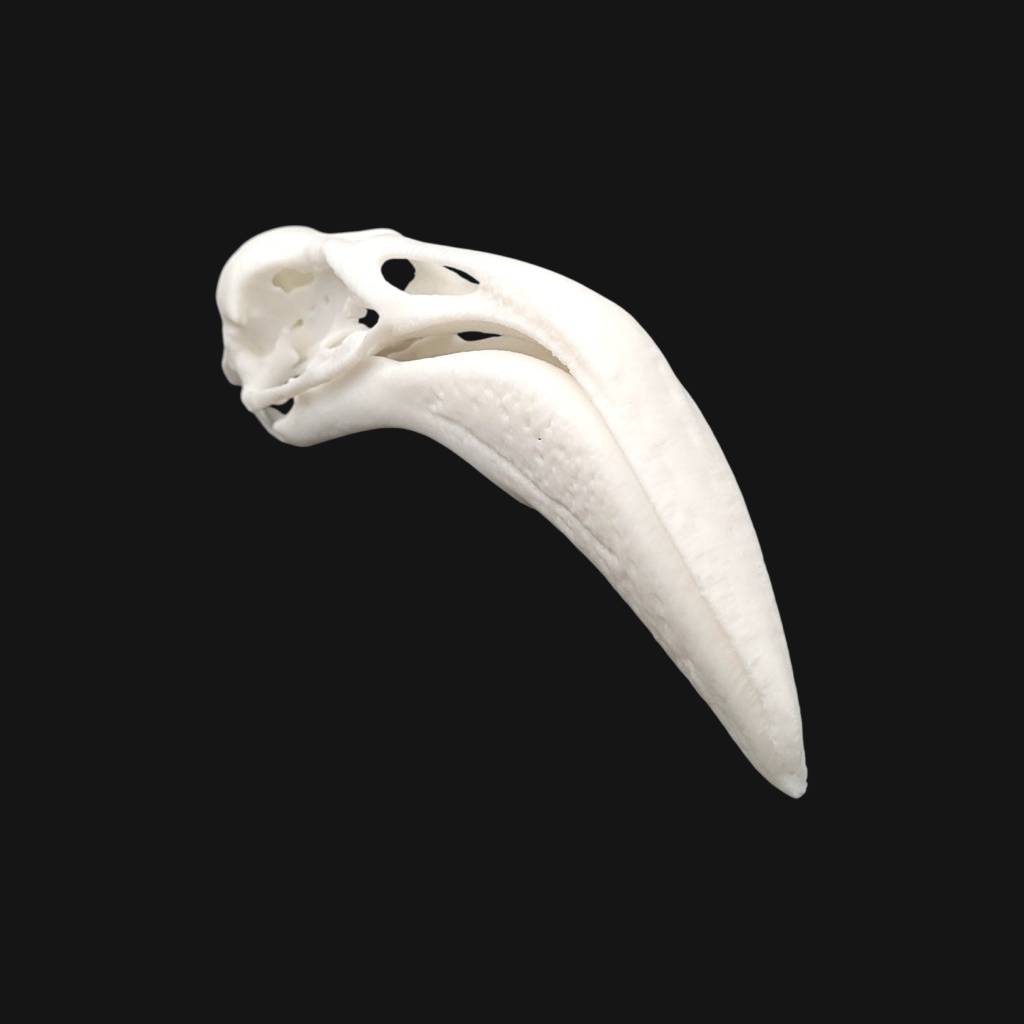 Réplique de crâne de flamant réalisée en impression 3D