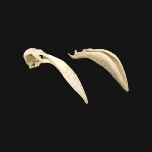 Réplique de crâne de flamant réalisée en impression 3D