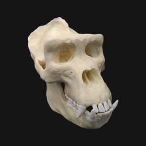 Réplique de crâne de gorille réalisée en impression 3D