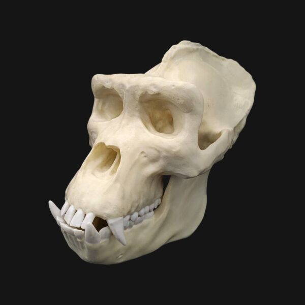 Réplique de crâne de gorille réalisée en impression 3D