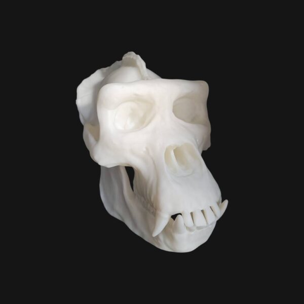Réplique de crâne de gorille réalisée en impression 3D