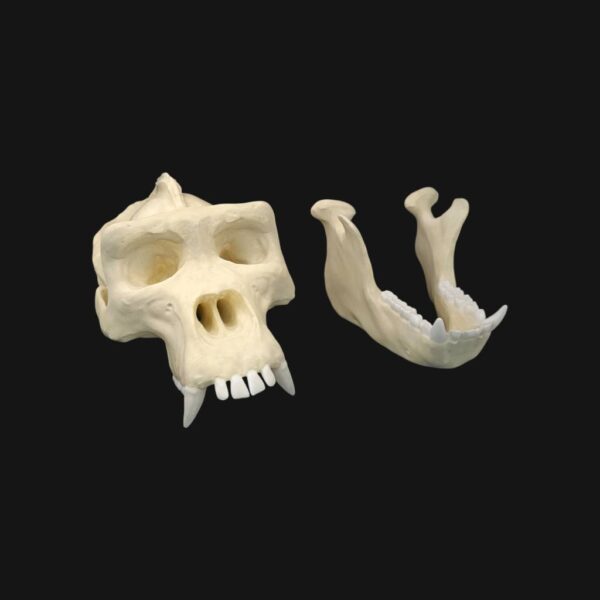 Réplique de crâne de gorille réalisée en impression 3D