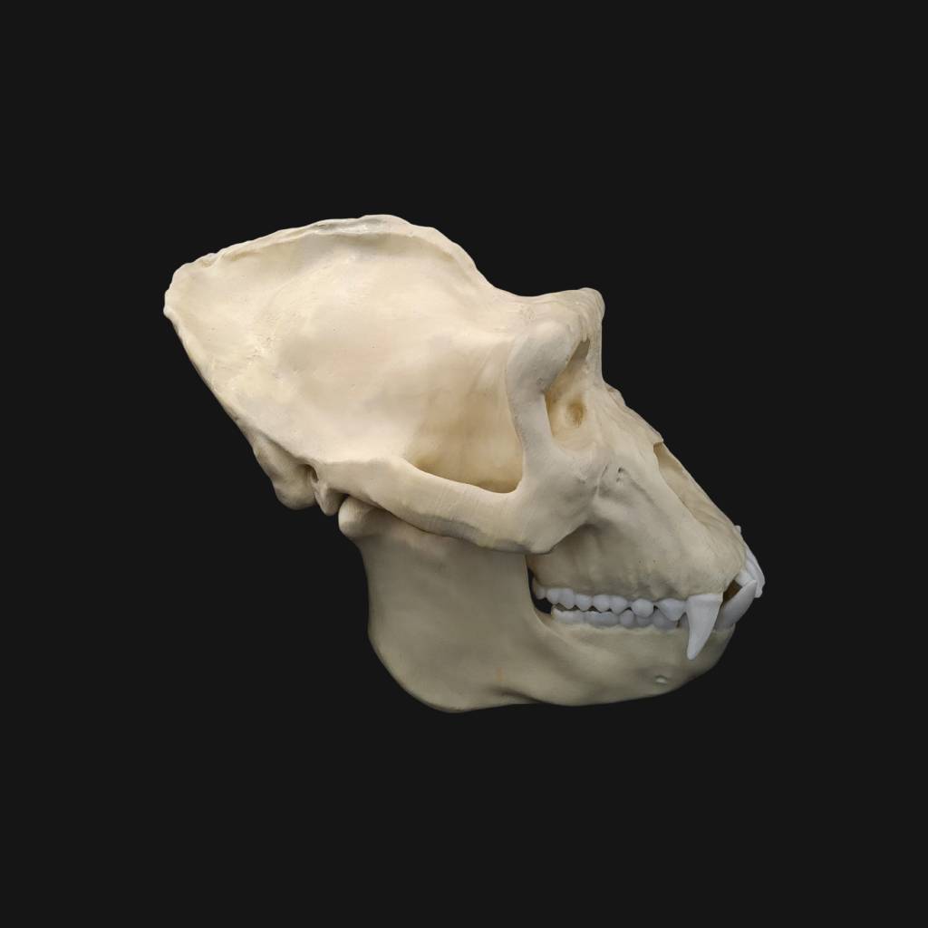 Réplique de crâne de gorille réalisée en impression 3D