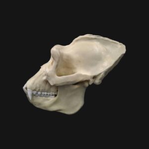Réplique de crâne de gorille réalisée en impression 3D
