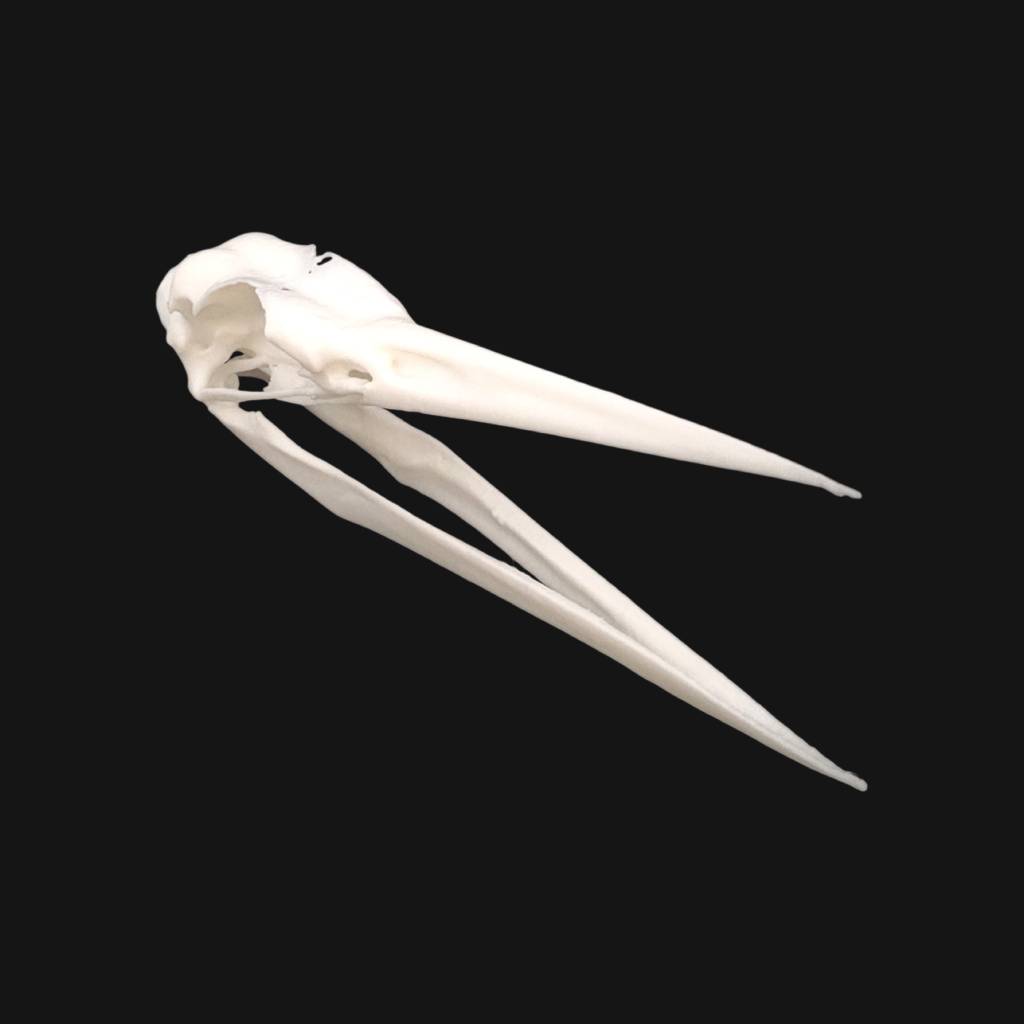 Réplique de crâne de héron réalisée en impression 3D