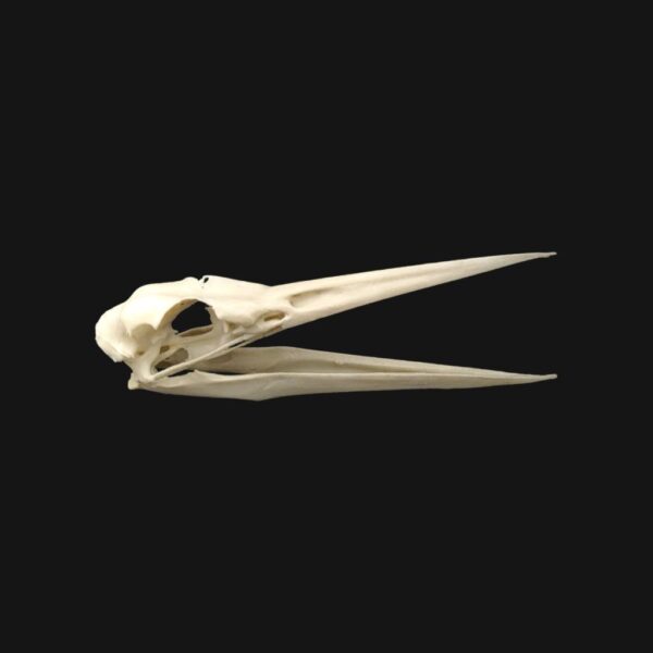 Réplique de crâne de héron réalisée en impression 3D