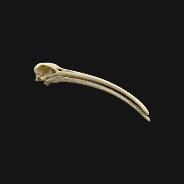 Réplique de crâne d'ibis réalisée en impression 3D