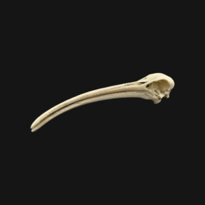 Réplique de crâne d'ibis réalisée en impression 3D