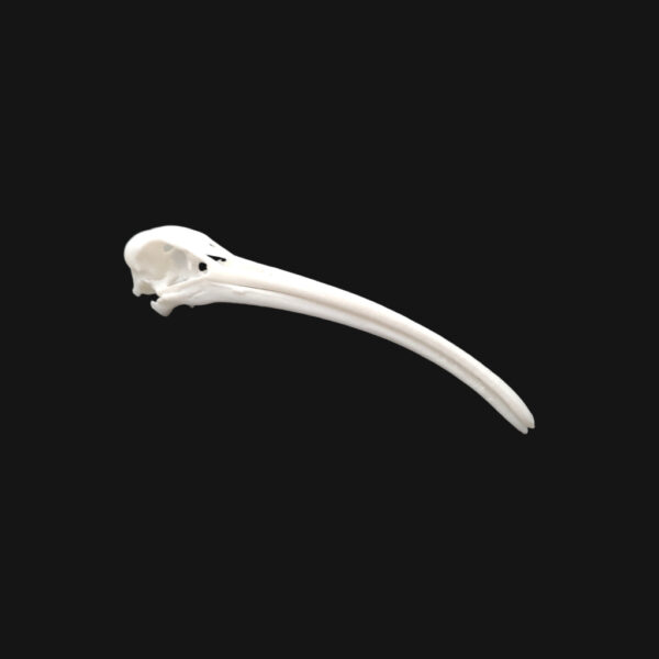 Réplique de crâne d'ibis réalisée en impression 3D