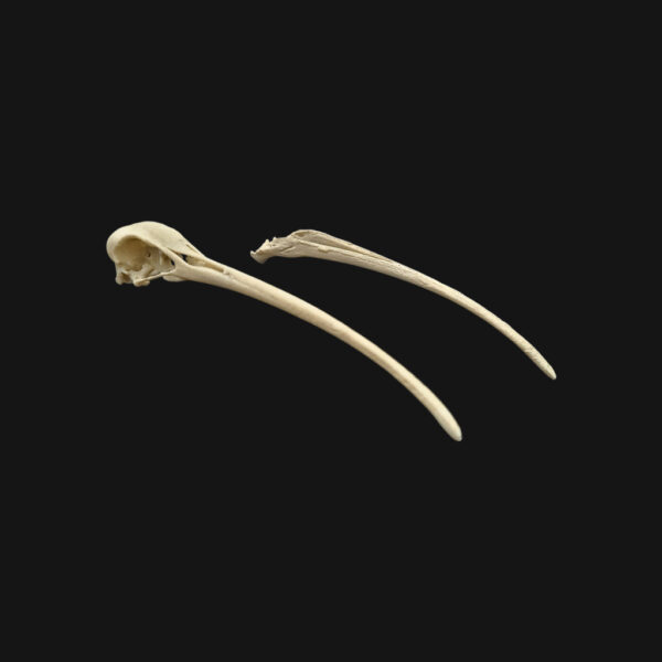 Réplique de crâne d'ibis réalisée en impression 3D