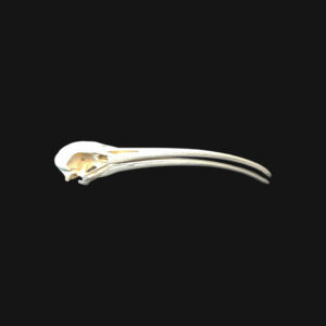 Crâne d'ibis – Image 4
