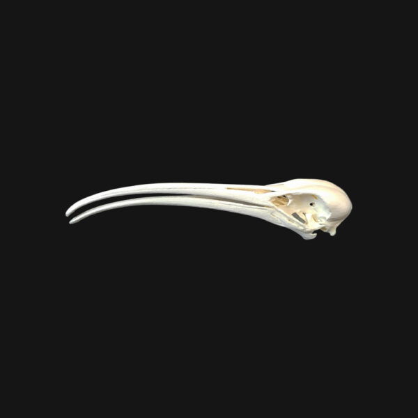 Crâne d'ibis