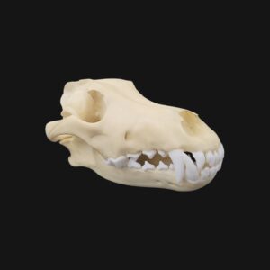 Réplique de crâne de loup réalisée en impression 3D
