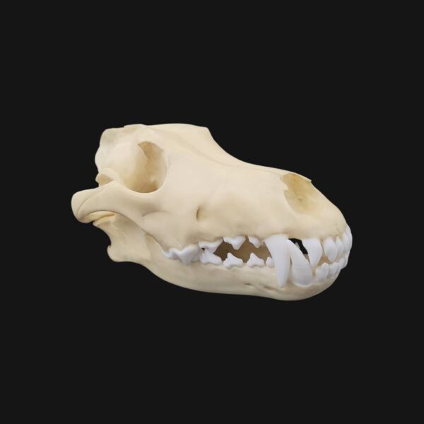 Réplique de crâne de loup réalisée en impression 3D