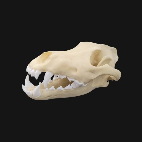 Réplique de crâne de loup réalisée en impression 3D