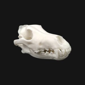 Réplique de crâne de loup réalisée en impression 3D