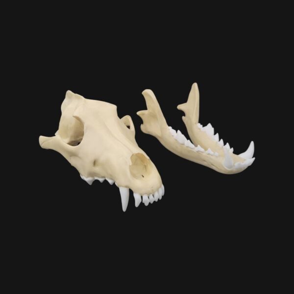 Réplique de crâne de loup réalisée en impression 3D