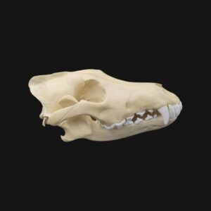 Réplique de crâne de loup réalisée en impression 3D