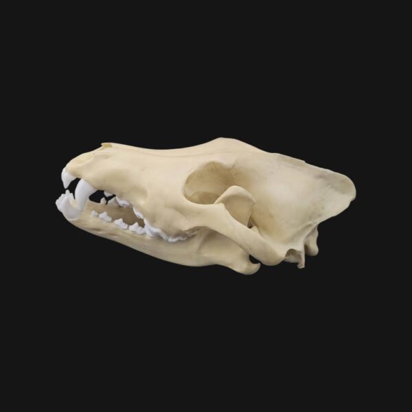 Réplique de crâne de loup réalisée en impression 3D