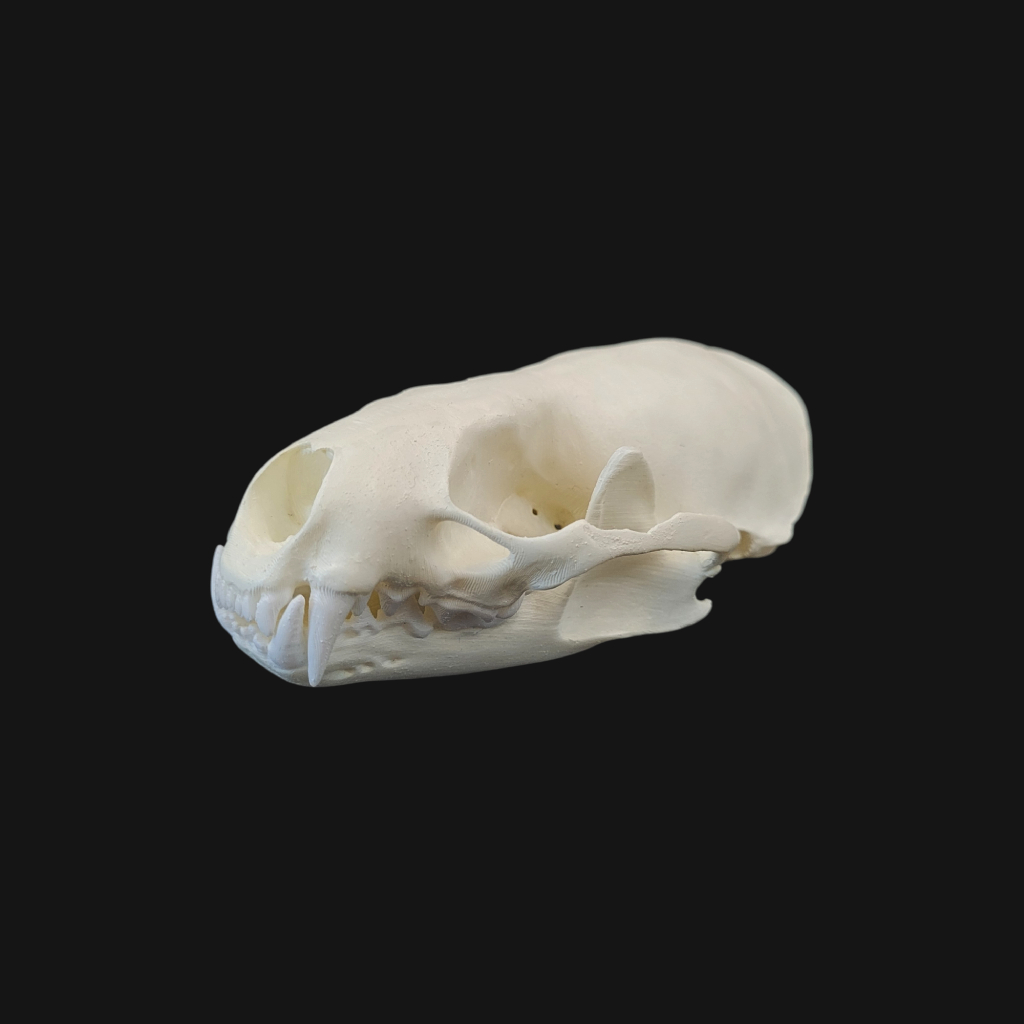 Crâne de loutre d
