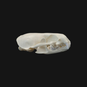 Crâne de loutre d'Europe – Image 4