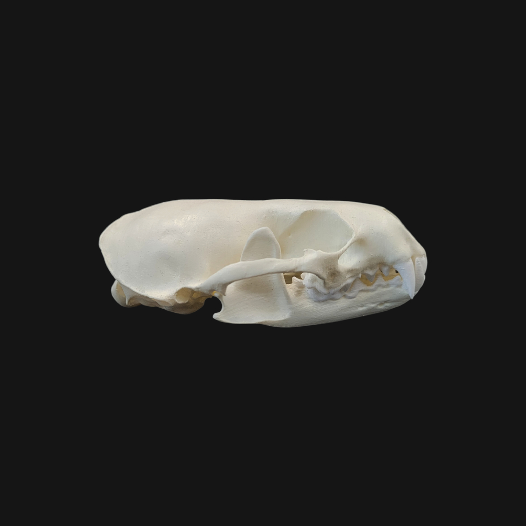 Crâne de loutre d