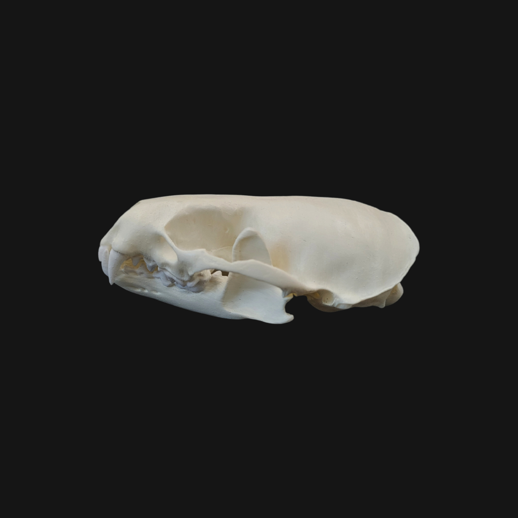 Crâne de loutre d