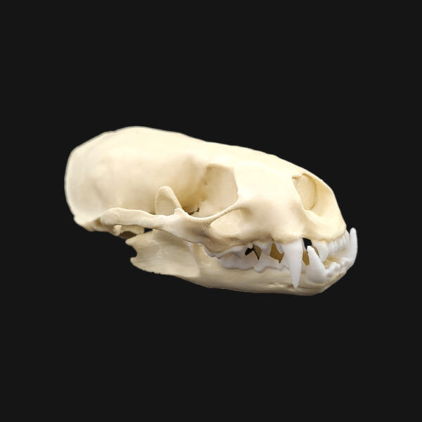 Réplique de crâne de loutre d'Europe réalisée en impression 3D