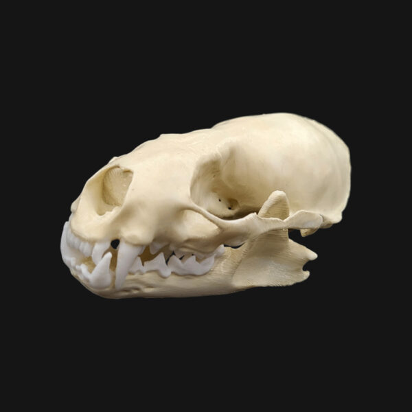 Réplique de crâne de loutre d'Europe réalisée en impression 3D